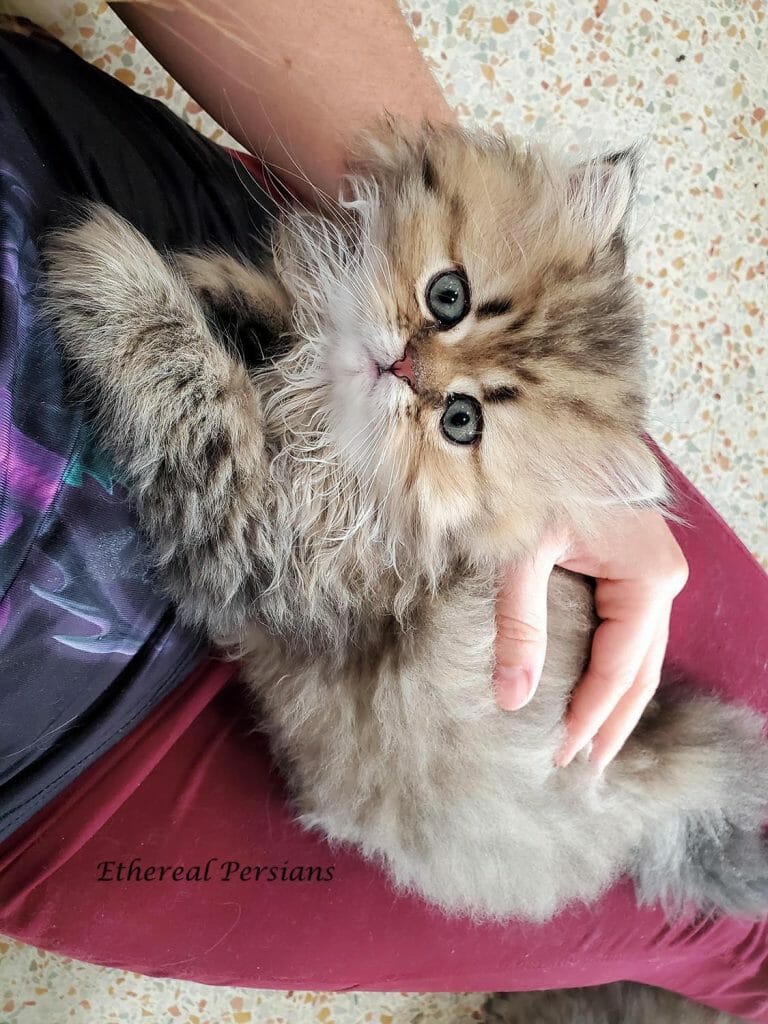 Golden-shaded-persian-kitten-doll-face-on-lap