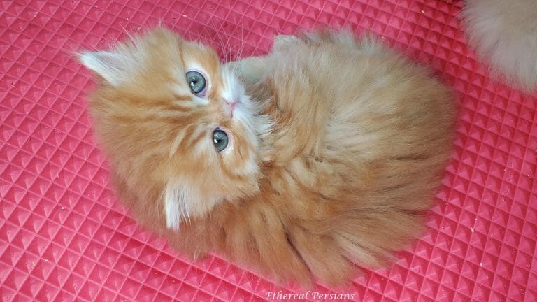 Orange-doll-face-persian-kitten-red-mat