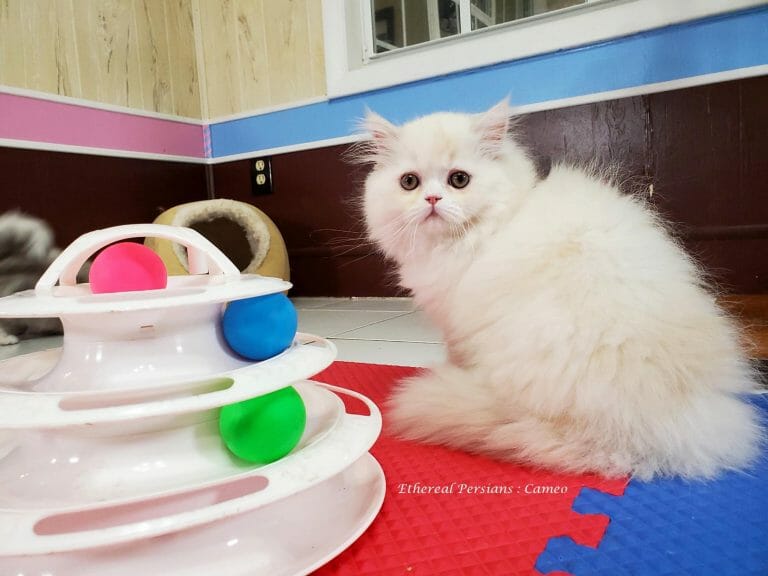 Cameo-white-and-cream-persian-kitten-with-doll-face-in-cat-room