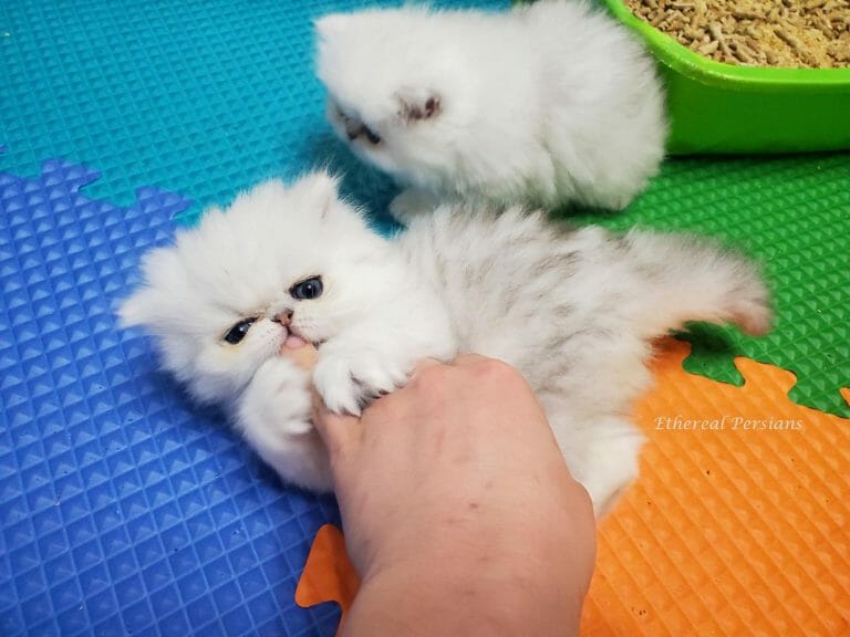 Silver-persian-extreme-face-kitten-gnawing-on-finger