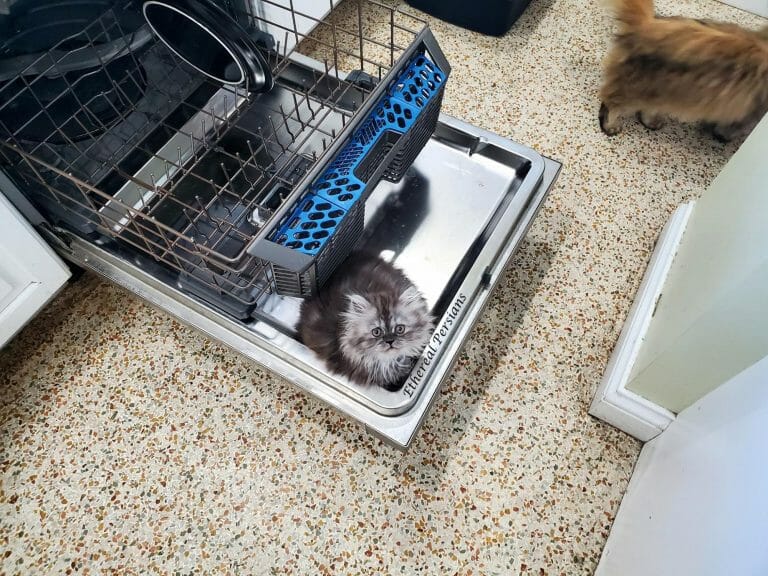 Blue-smoke-tabby-persian-kitten-sitting-on-dishwasher-lid