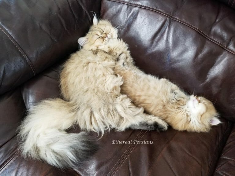 Golden-persian-kittens-sleeping-on-couch
