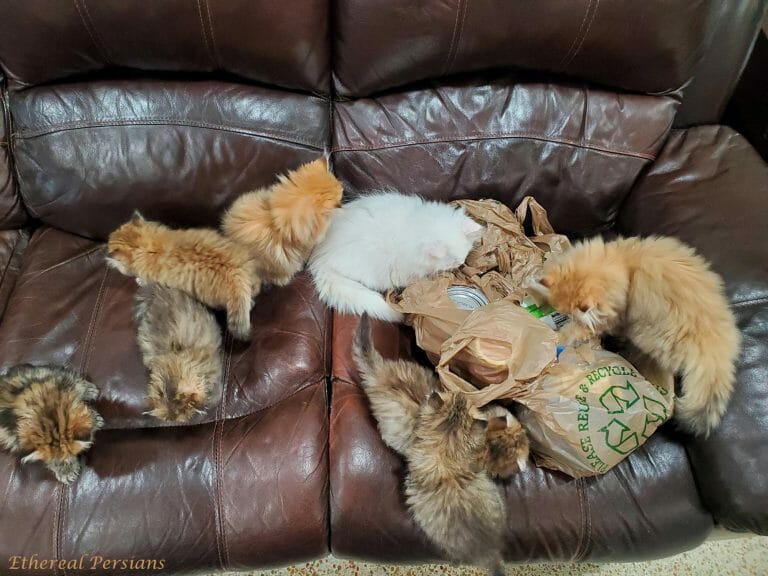 Persian-kittens-exploring-groceries-on-couch
