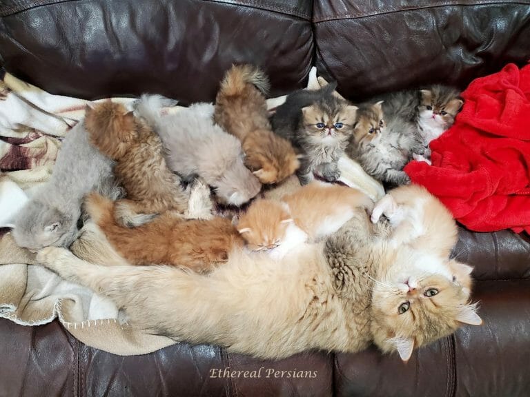 A-couch-covered-in-persian-kittens-at-ethereal-persians-cattery