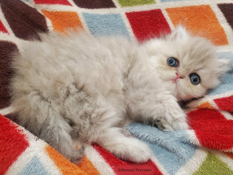 Solo-the-blue-golden-ethereal-persians-kitten-on-checkered-blanket