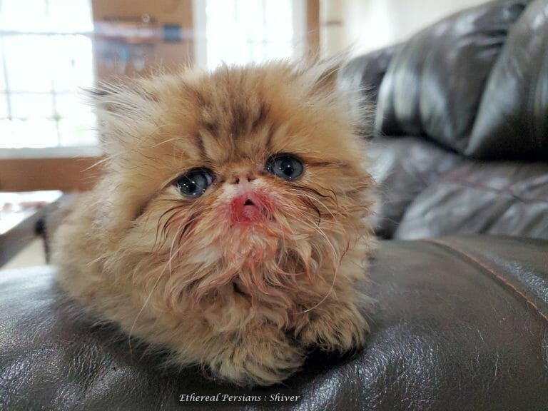 Golden-extreme-face-persian-kitten-with-liver-blood-on-muzzle