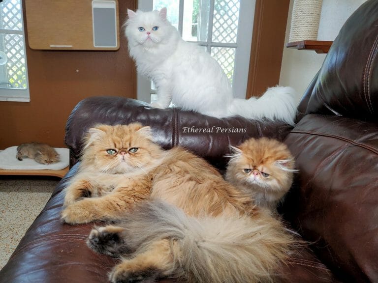 Golden-extreme-face-and-white-doll-face-persian-cat-on-couch