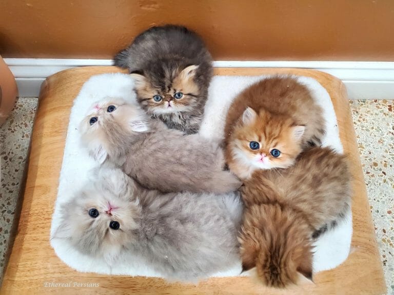 Golden-blue-golden-and-tabby-persian-kittens-on-wooden-floor-bed