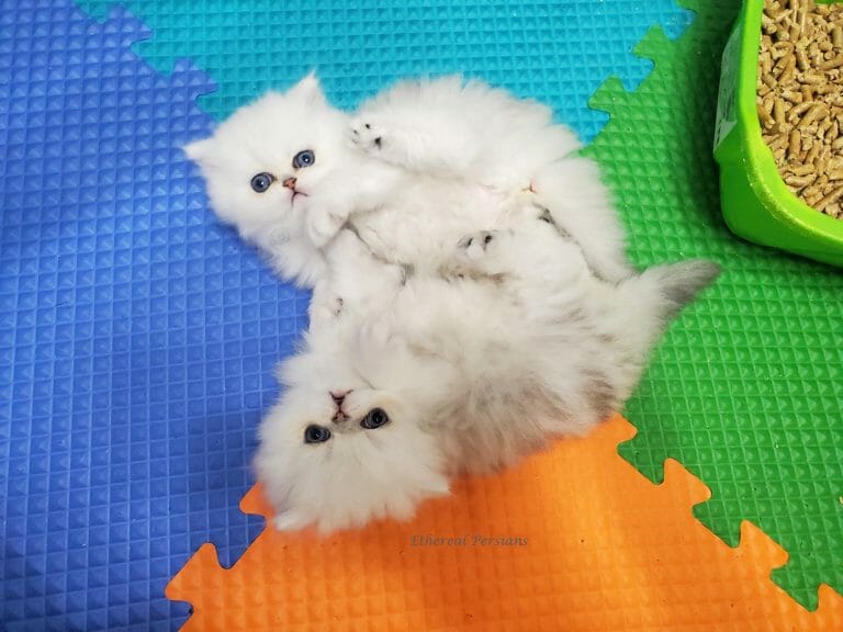 silver-ethereal-persian-kittens-siblings