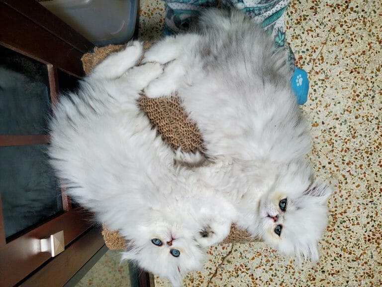silver-persian-kittens-smoochy-extreme-face