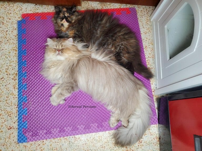 tortie-blue-golden-persian-cats-sleeping-purple-foam-mat-extreme-face