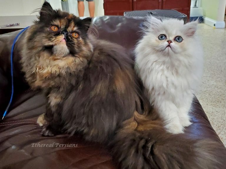 tortie-silver-persian-kittens-sitting-couch