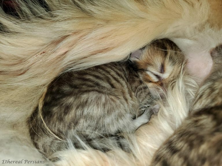 golden-newborn-persian-kitten-cuddled-moms-fur