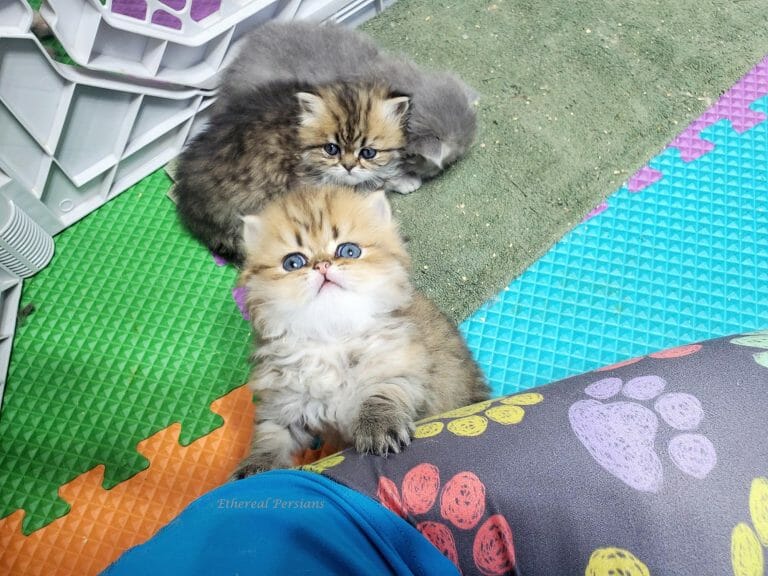 Golden-persian-kitten-asking-to-climb-on-lap