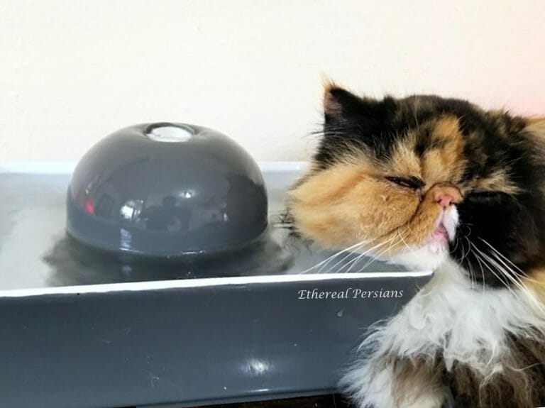 calico-persian-cat-face-sleeping-ceramic-water-fountain