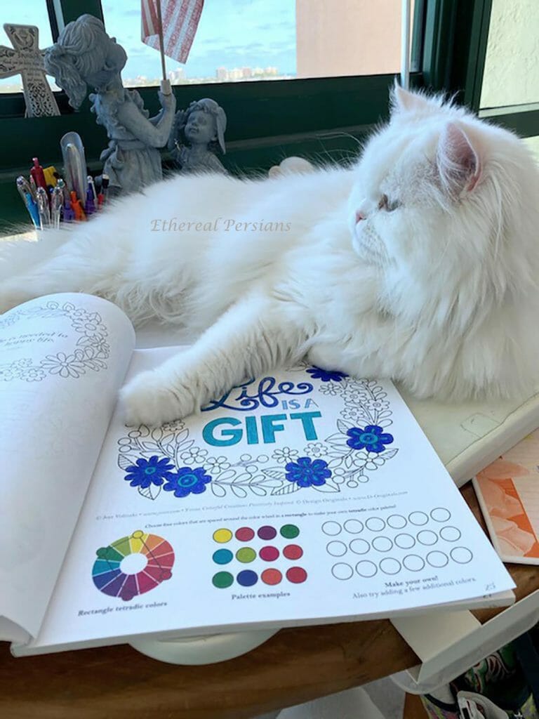 Milo-White-Persian-Cat-with-Doll-Face-and-Copper-Eyes-coloring-book