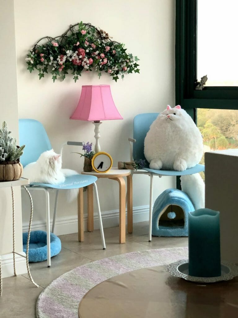 persian-cat-blue-chair