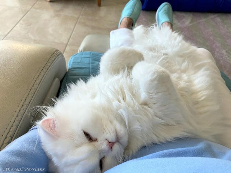 White-Doll-Face-Persian-Kitten-napping-lap