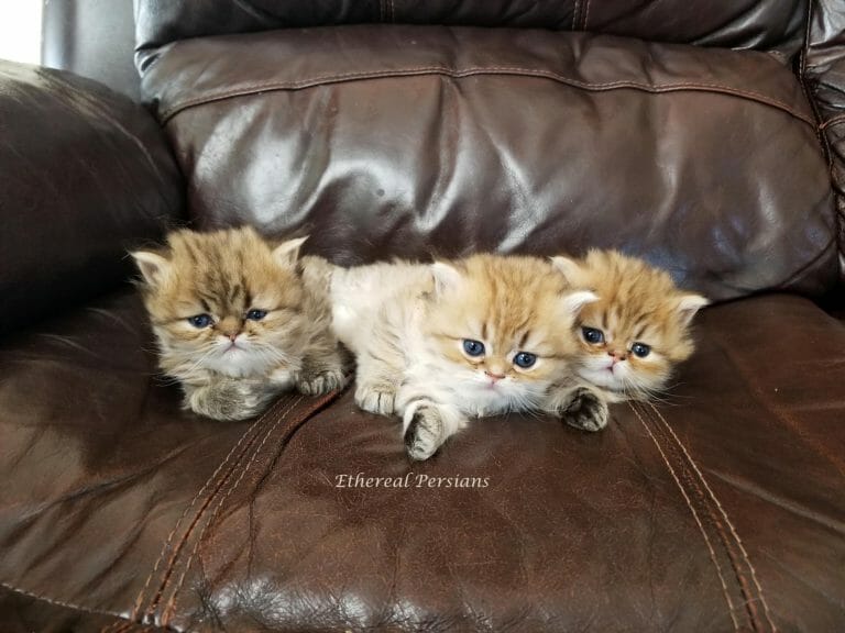 Golden-doll-face-persian-kittens-cuddling-brown-couch