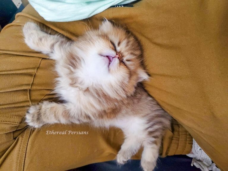 golden-persian-kitten-flat-face-sleeping-lap