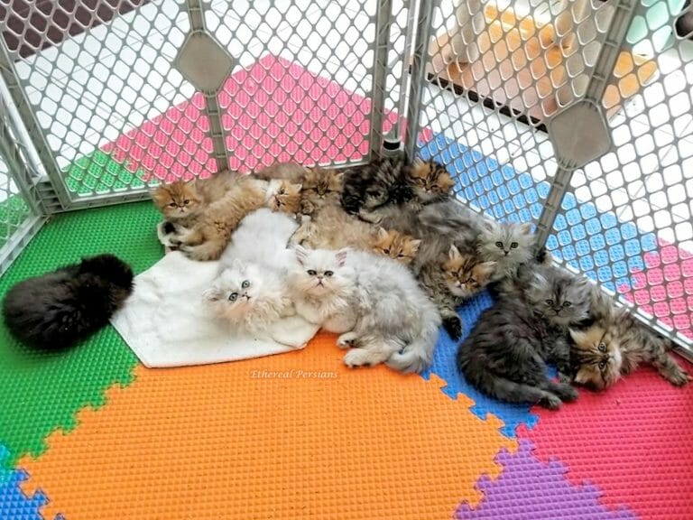 Persian-kittens-sleeping-cat-room-foam-mats-colorful-silver-tabby-golden