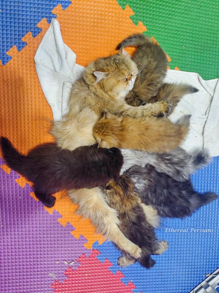 persian-kittens-feeding-milk-cat-colored-foam-mats