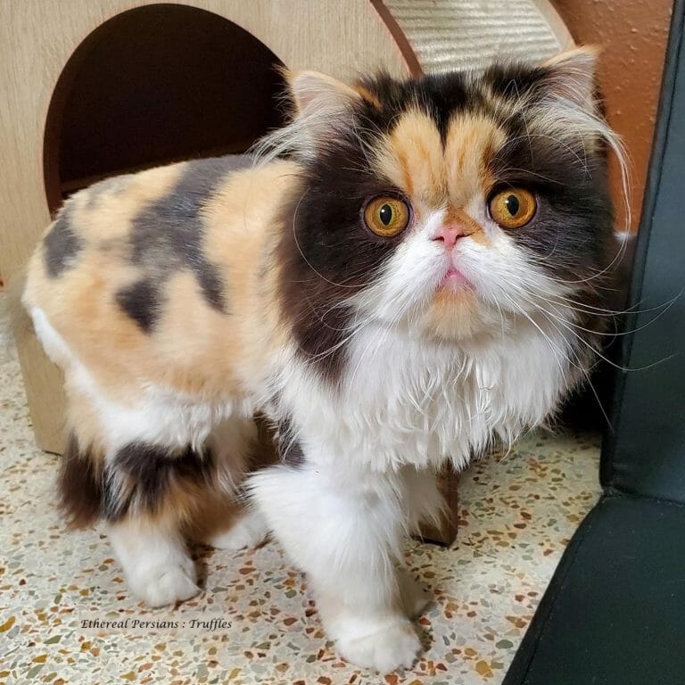 calico-persian-cat-extreme-face-copper-eyes-flash-terrazzo-floor-lion-cut