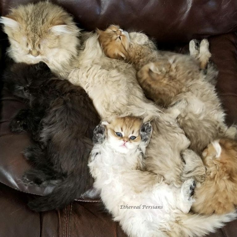 golden-doll-face-black-persian-kittens-couch-sleeping