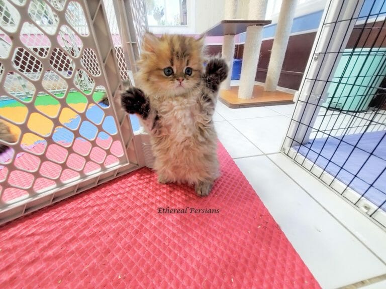 persian-kitten-golden-paw-five-paws-in-the-air-cat-room