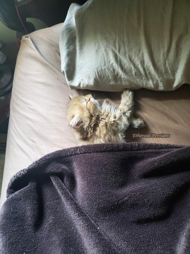 persian-kitten-sleeping-bed