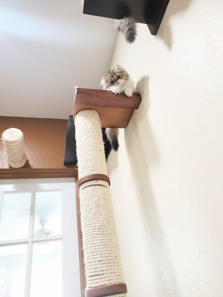 Sushi- the-tabby-and-white-persian-kitten-on-cat-shelf