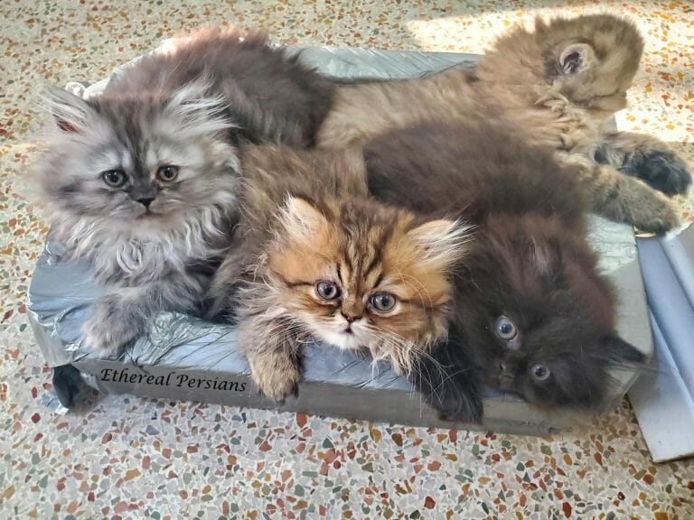 Clowder-persian-kitten-foam-on-terrazzo-floor