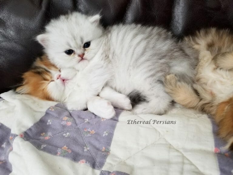 Silver-doll-face-persian-kitten