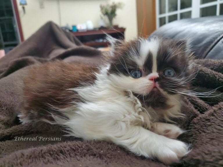 hawthorn-black-white-persian-kitten