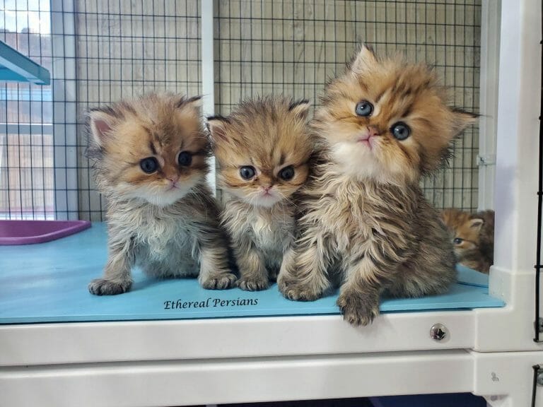 golden-persian-kittens-cage-cat-room