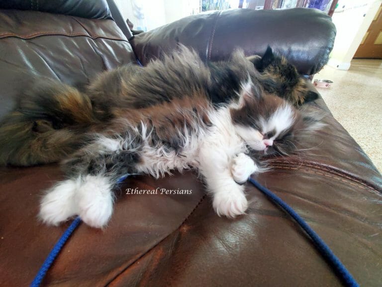 black-white-persian-kitten-sleeping-couch