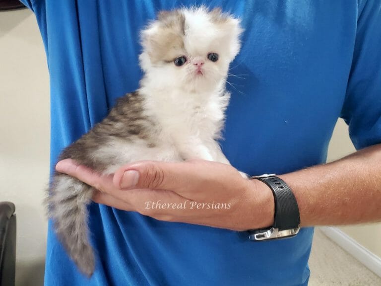 Moo-moo-the-tabby-and-white-persian-kitten