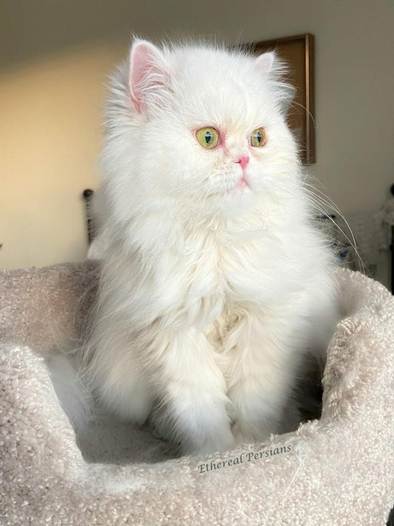 white-dollface-copper-eyed-persian-cat-young-year-old