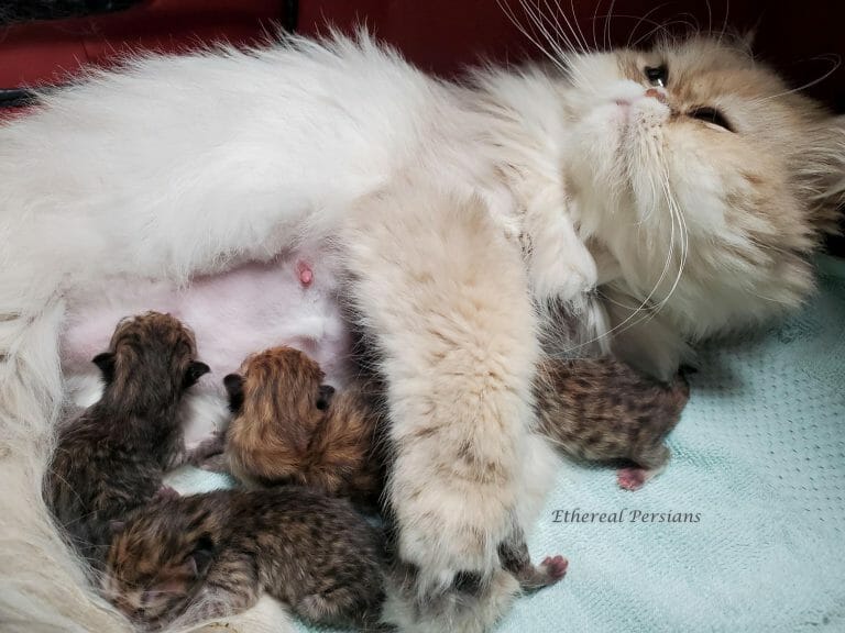 miracle-blue-golden-persian-queen-newborn-kittens