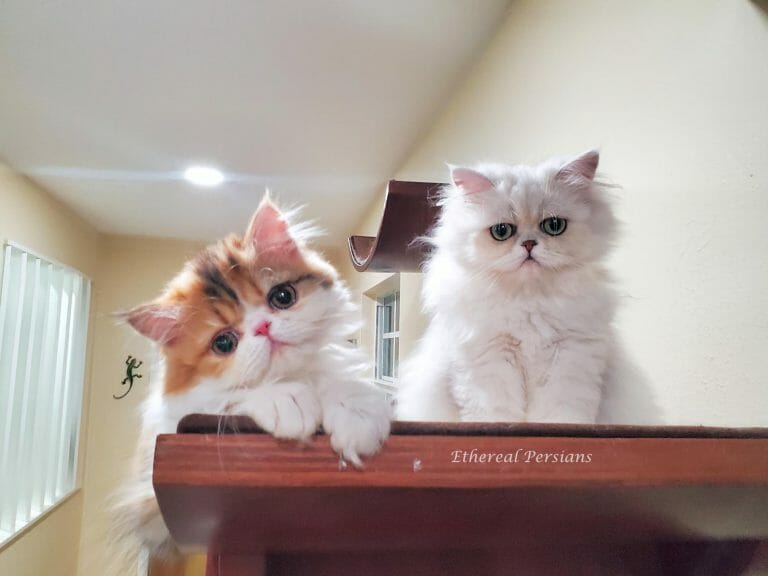 calico-tabico-silver-persian-cats-extreme-face-cat-shelf