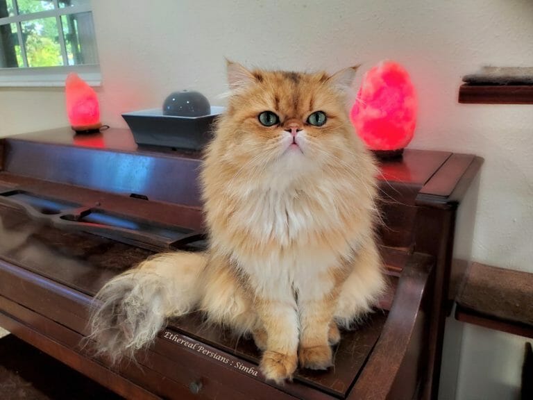Simba-golden-persian-cat-green-eyes-doll-face-sitting-piano
