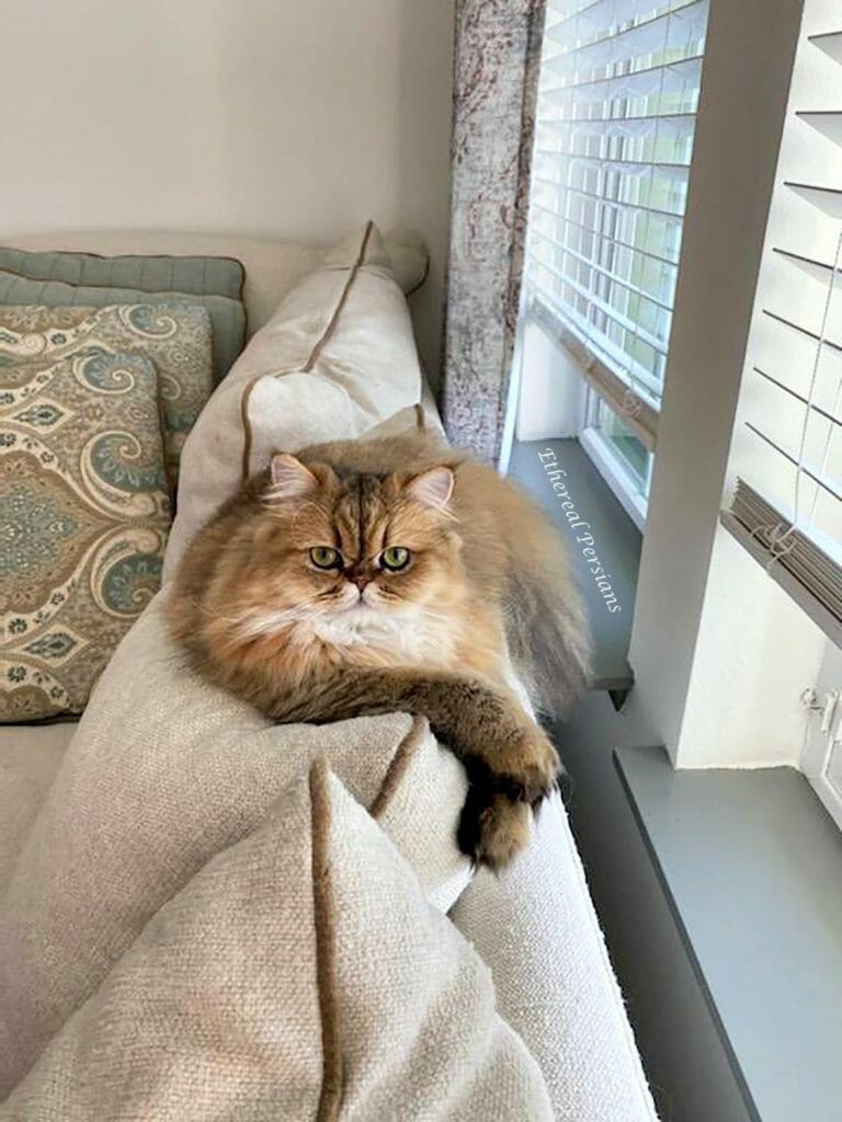 golden-persian-cat-couch-green-eyes-doll-face