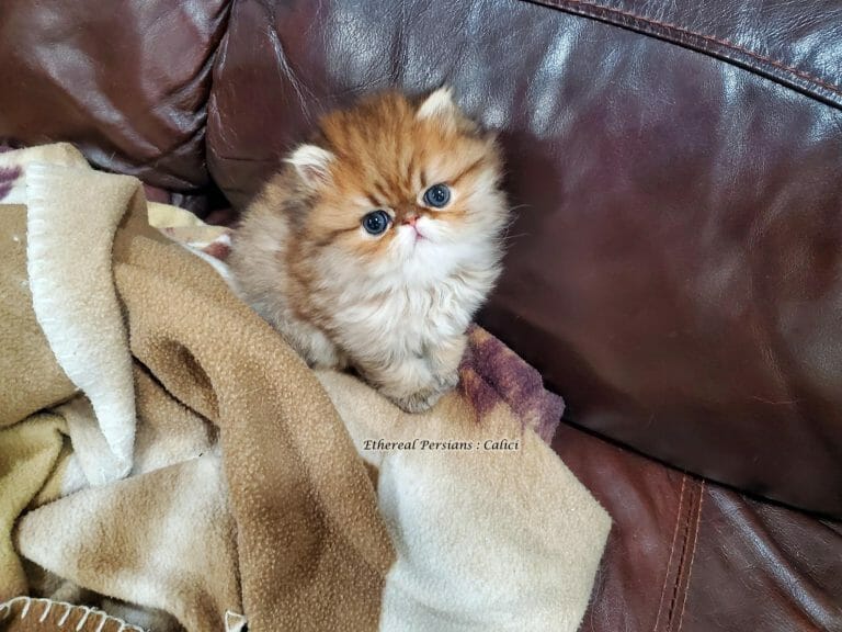 Calici-golden-persian-kitten-queen-cattery-extreme-face-brown-couch