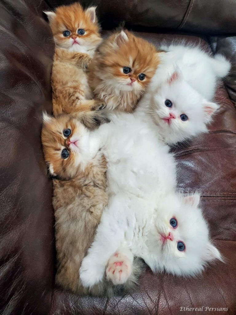 Golden-white-persian-kitten-brown-couch
