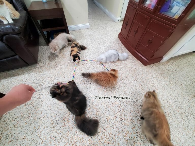 tortie-calico-golden-silver-persian-cats-playing-wand-toy-terrazzo-floor