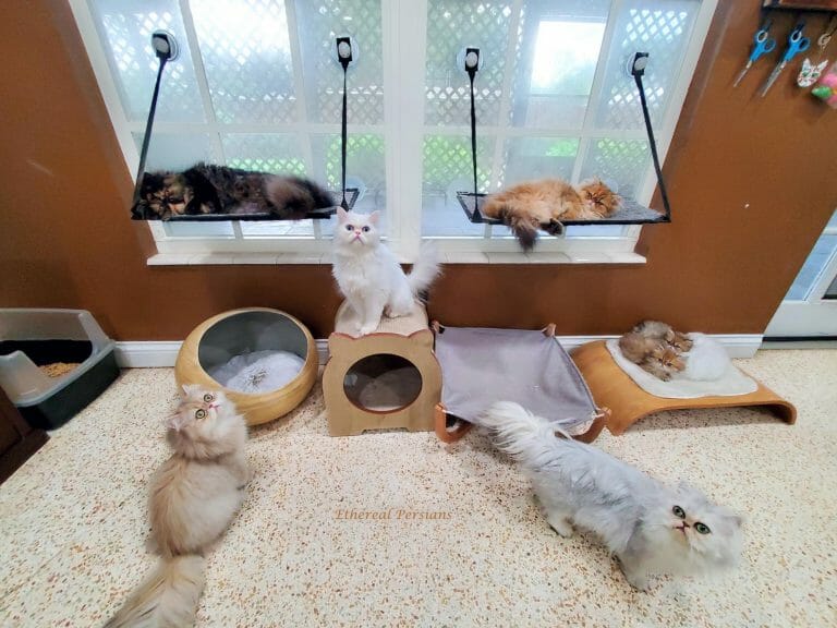 silver-white-tortie-blue-golden-persian-cats-kittens-hammock-wooden-floor-beds