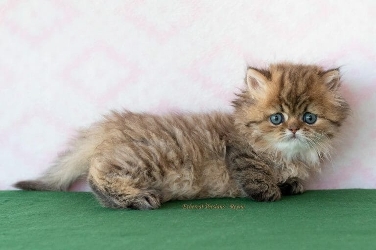 Golden-Persian-Kitten-Doll-Face
