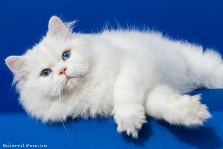 White-doll-face-persian-cat-blue-eyes