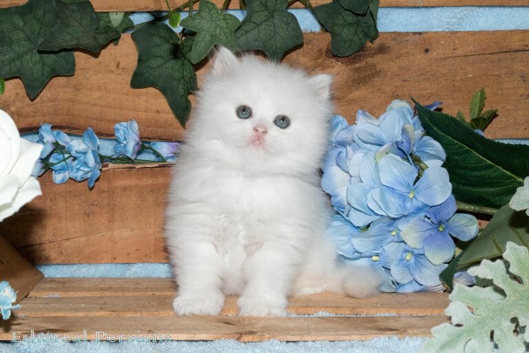 White-Doll-Face-Persian-Kitten