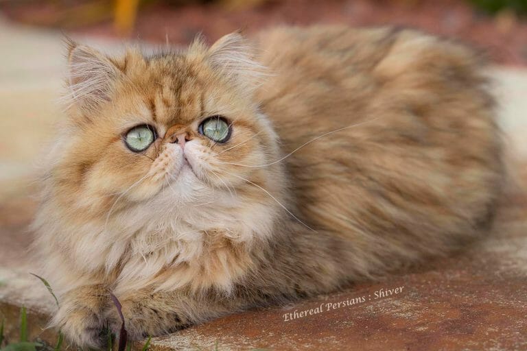 Shiver, a golden persian cat.